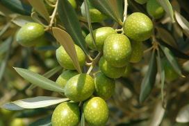 Een genetisch verbeteringsprogramma voor olijfbomen